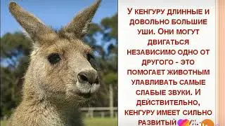 Факты про животных