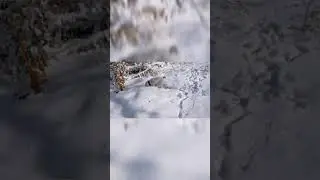 A cheerful dog runs in the snow.  
