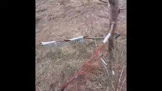 секатор прививочный прививка на дичёк прививка яблонь