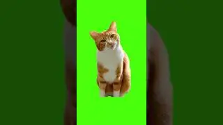 cat meows ha hee meme green screen