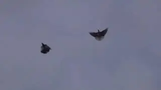 Старий воїн мудрий воїн