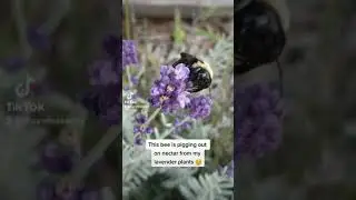 Buzzing Beauty: The Fascinating World of Bees, Nectar, and Pollen (Exploring Nature's Pollinators)