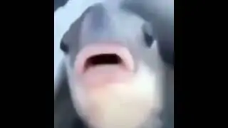 Fish???