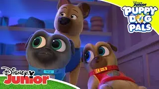 Politiskiltet er forsvundet | Hvalpevenner | Disney Junior Danmark