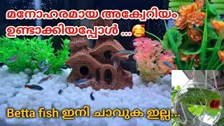 How to Setup Aquarium and Betta Bowl | Malayalam | Jo Aqua Farm