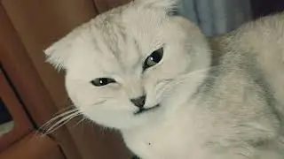 Делаем укол коту Феликсу. Injecting cat Felix 