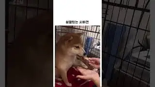 성깔있는 시바견