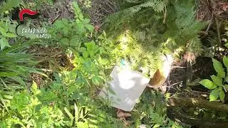 Blitz dei carabinieri sui Monti Lattari trovate piante di purple weed