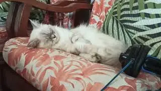 3 Cats have Different style of life watch on petsNpeeps 🔥