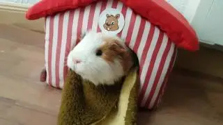 Mi cobaya ronroneando.