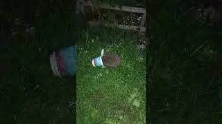 Ёжик в сметане