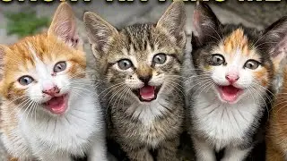 Lonely kittens in the street meowing sweetly❤️‍🩹