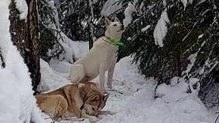 По ночным следам куницы