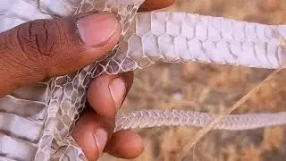 सांप की केचुली यह बहुत कम दिखाई देती है.#snake #viral