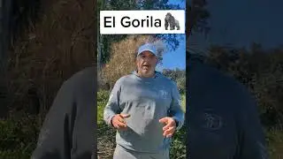 ✔️El Gorila🦍 ✔️