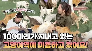 Simgkong Groomed 100 Cats at a Cat Station! 😺