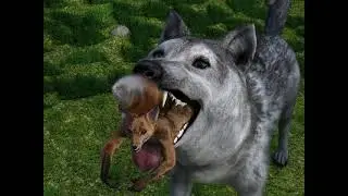 Wolf's morning snack
