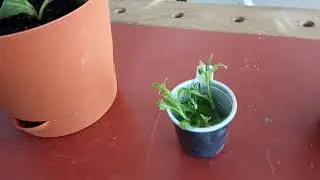 Ива Серебряный глянц
