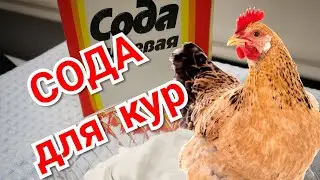 SODA for chickens. Essence and mechanism of action.