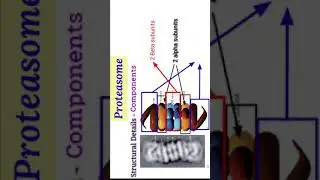 Proteasome Working | Ubiquitine Role | Protein Degradation
