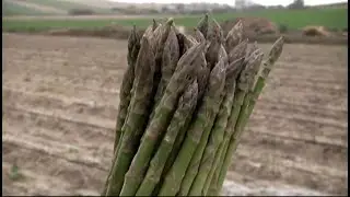Espárragos verdes de Villalba del Alcor, Huelva