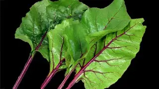 Ботва Свеклы Свойства и Применение в Народное Медицине