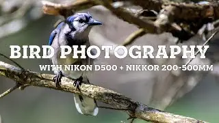 BIRD PHOTOGRAPHY (Nikon D500 + Nikkor 200-500mm)