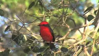 The Pantanal- A Wetland at the Crossroads