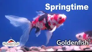 Goldenfish by Blackwater Creek Koi Farms Inc