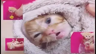 First bath of 4 baby kittens live uncut video