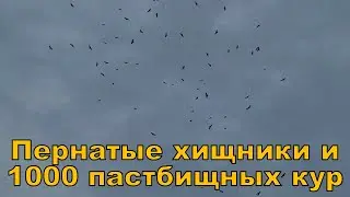Стаи пернатых хищников в РАЙАР