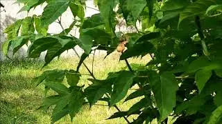 Паук съедает Муху. Мухе пришел конец