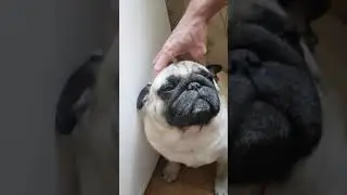 Мопс любим чесать за ушками