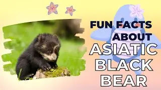 Animal Facts: Andean Bear (Spectacled Bear)
