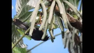 Ave Encontro
