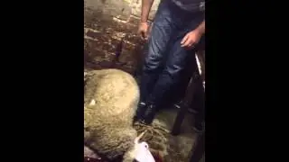 Bayram kurban 2013