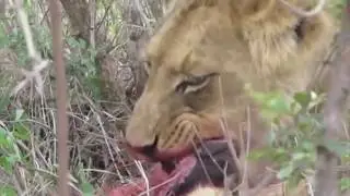 Hungry Lion Hunting Baby Warthog   Poor Baby Animals