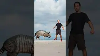 🤔 HOW TO SURVIVE AN ARMADILLO ATTACK 🦔