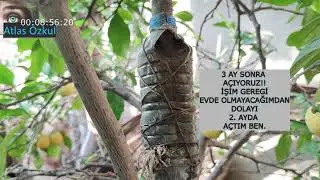 Kesilmemiş ağacın dalını nasıl köklendirim? 5 yıllık limon agaci istiyorsan izle! 
