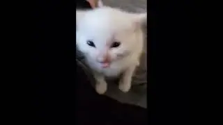 hi herbert, but herbert go gangster
