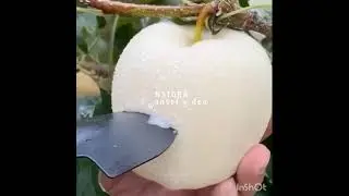 чудеса Аллаха Olloh Mo'jizalari
