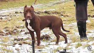 #pitbull
