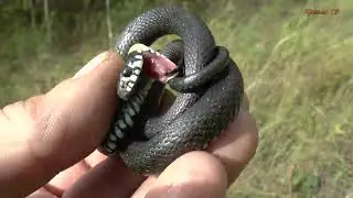 Grass snake or what to eat it with!