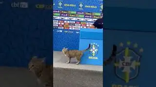 " Кто котёночка обидел? ",или бразильцы едут мундиаль досматривать дома.
