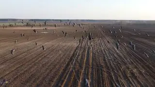 Белолобые гуси чуть не сшибли коптер. Красивые кадры с высоты птичьего полета (полная версия 1080p)