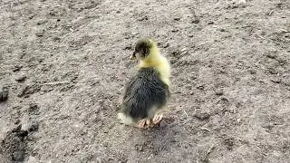 Çirkin Kaz Yavrusu ve Ailesi