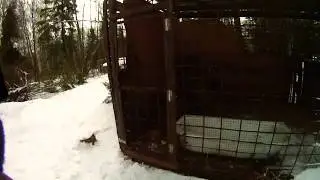 Медведь Машка прекрасный и добрый зверь!!!