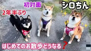 わーい😃2年半ぶりに再会した柴犬コンビが可愛すぎる！柴犬シロちんと小粒黒柴りんごちゃん