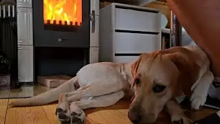 Labrador lubi się wygrzać przy kominku