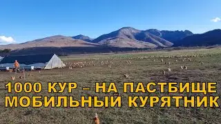 1000 кур на пастбище разворот курятника на 90 градусов